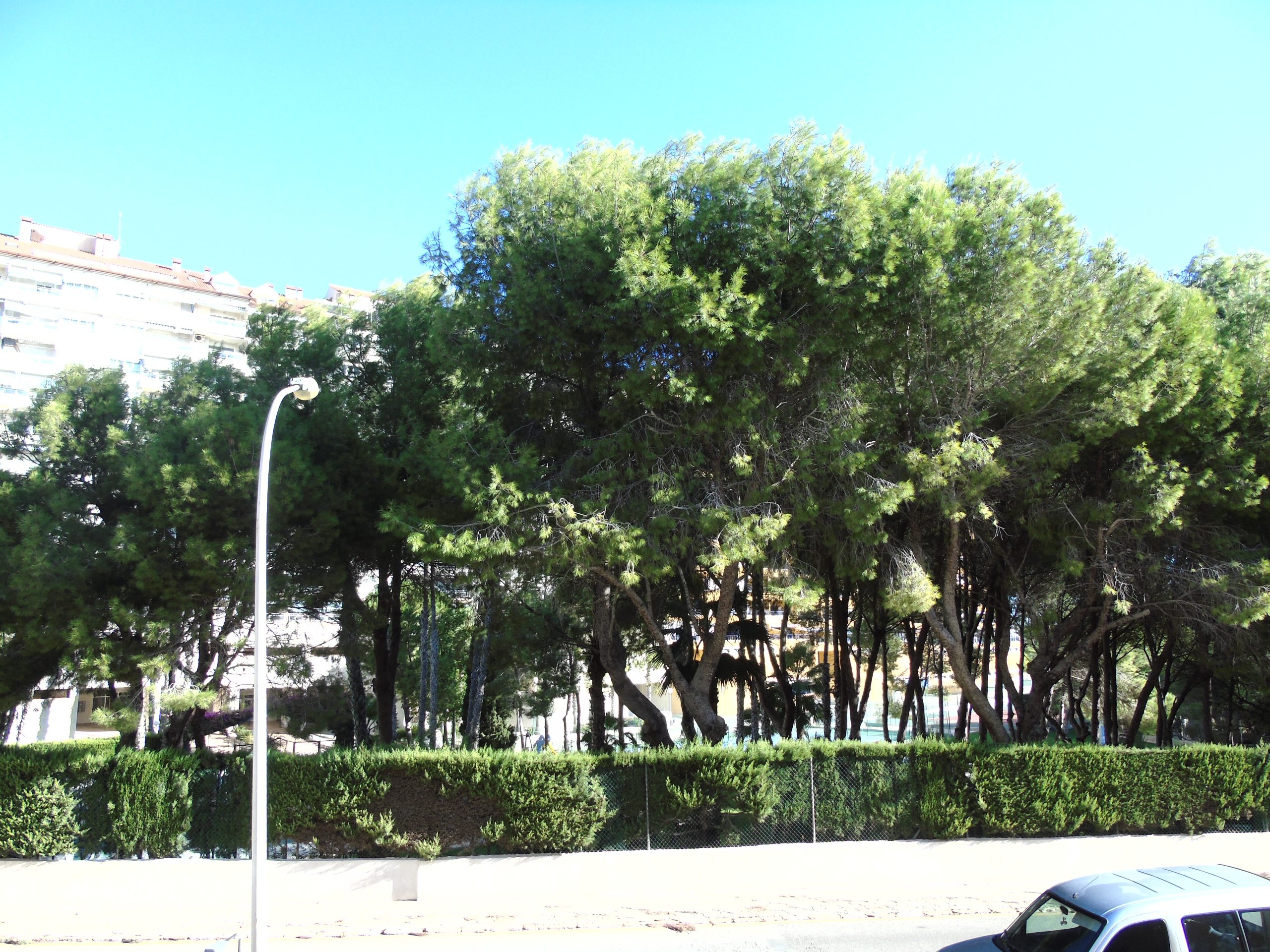 Resale - 4 Bedroom 4 Bathroom Townhouse in Campoamor - - Alicante Resale - 4 Bedroom 4 Bathroom Townhouse in Campoamor - - Alicante